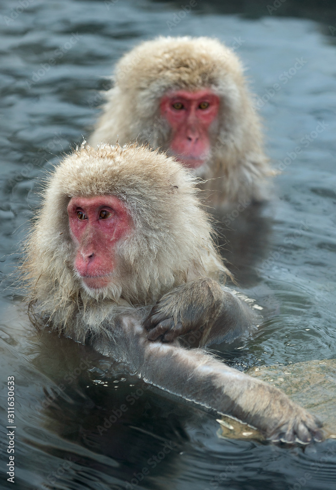 Naklejka premium Japanese macaques in the water of natural hot springs. The Japanese macaque ( Scientific name: Macaca fuscata), also known as the snow monkey. Natural habitat, winter season.