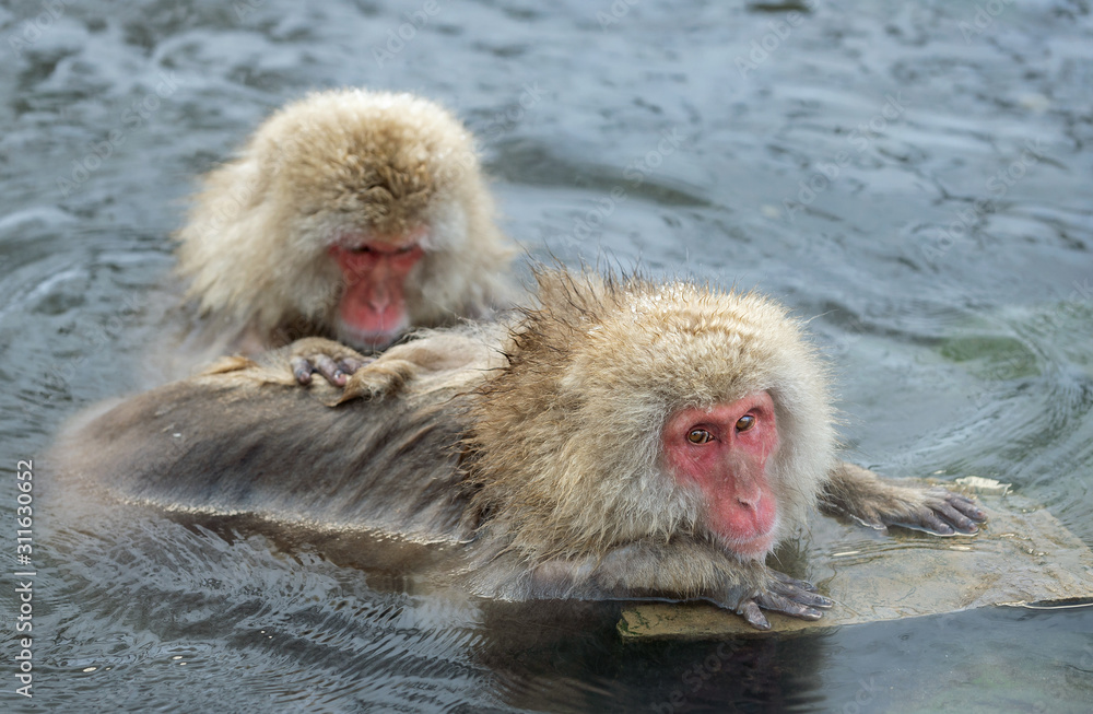 Fototapeta premium Japanese macaque in the water of natural hot springs. The Japanese macaque ( Scientific name: Macaca fuscata), also known as the snow monkey. Natural habitat, winter season.