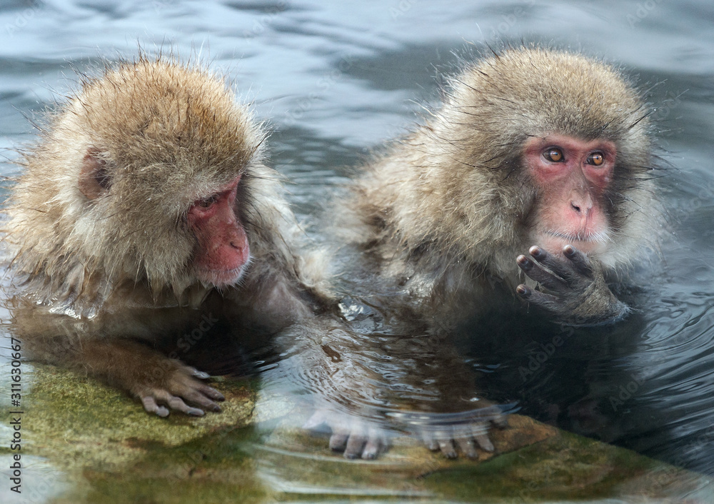 Naklejka premium Japanese macaque in the water of natural hot springs. The Japanese macaque ( Scientific name: Macaca fuscata), also known as the snow monkey. Natural habitat, winter season.