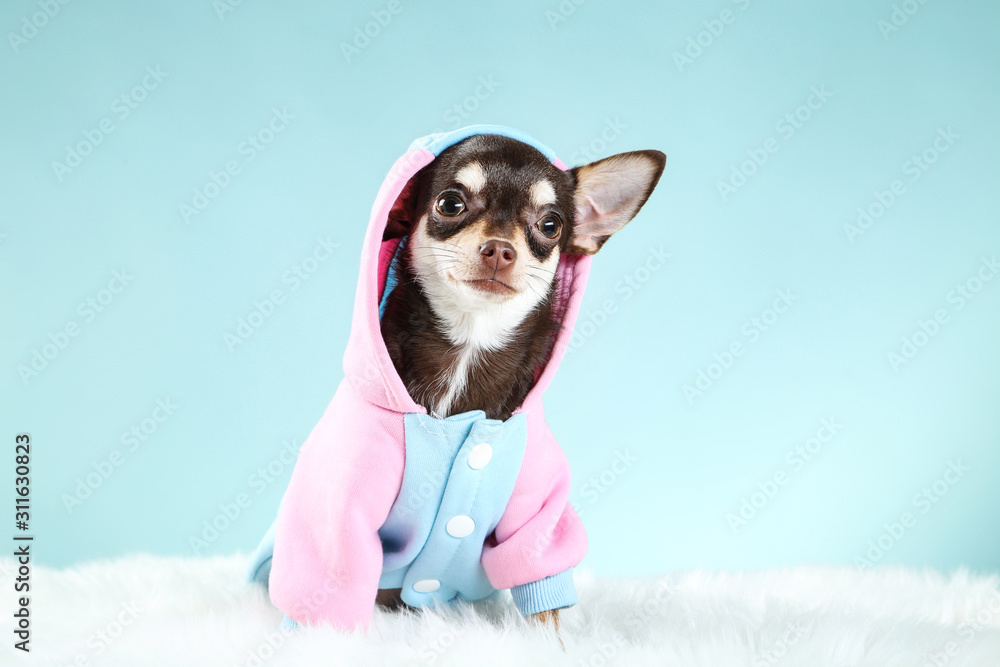 Chihuahua dog in costume on blue background