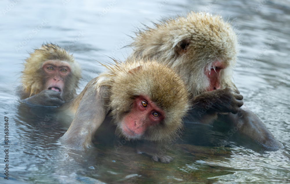 Snow monkey. The Japanese macaque ( Scientific name: Macaca fuscata), also known as the snow monkey. Snow monkey. The Japanese macaque ( Scientific name: Macaca fuscata), also known as the snow monkey.