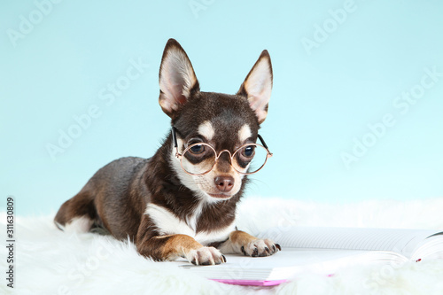 Chihuahua dog in eyeglasses with notepad on blue background © 5second