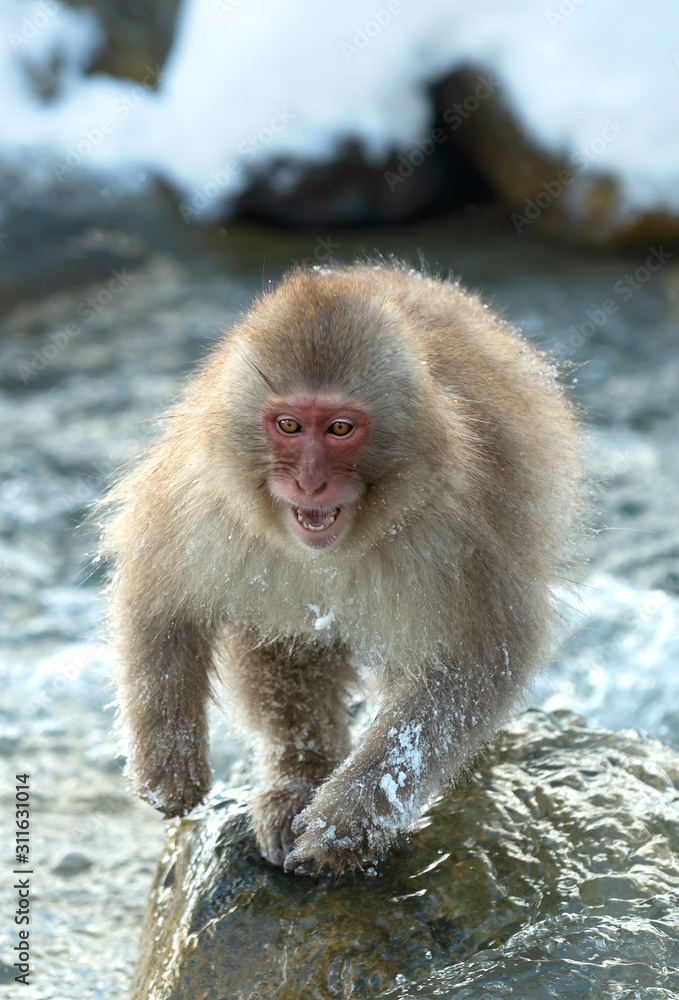 Japanese macaque near the natural hot springs. The Japanese macaque ( Scientific name: Macaca fuscata), also known as the snow monkey. Natural habitat, winter season. Japanese macaque near the natural hot springs. The Japanese macaque ( Scientific name: Macaca fuscata), also known as the snow monkey. Natural habitat, winter season.
