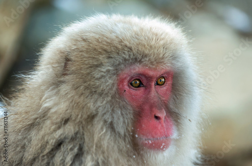 Japanese macaque.Close up portrait. The Japanese macaque ( Scientific name: Macaca fuscata), also known as the snow monkey. Natural habitat, winter season. © Uryadnikov Sergey