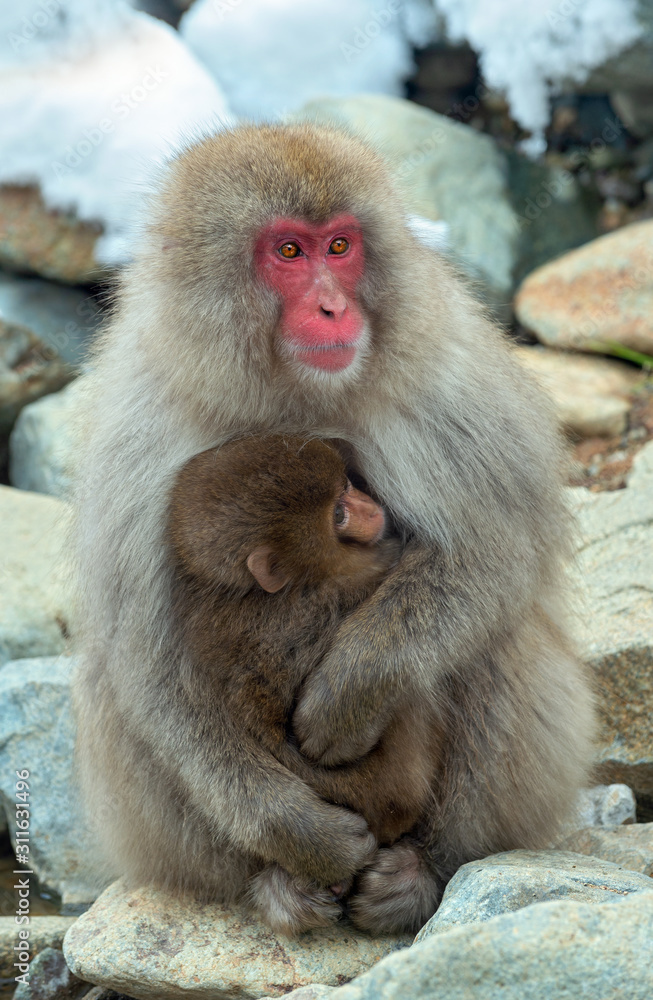 Japanese macaque and cub near the natural hot springs. The Japanese macaque ( Scientific name: Macaca fuscata), also known as the snow monkey. Natural habitat, winter season. Japanese macaque and cub near the natural hot springs. The Japanese macaque ( Scientific name: Macaca fuscata), also known as the snow monkey. Natural habitat, winter season.
