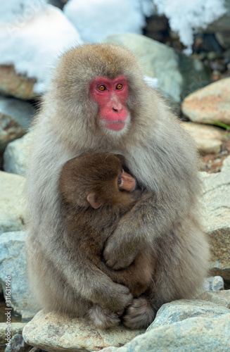 Japanese macaque and cub near the natural hot springs. The Japanese macaque ( Scientific name: Macaca fuscata), also known as the snow monkey. Natural habitat, winter season. © Uryadnikov Sergey