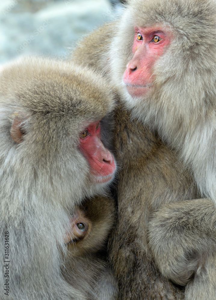 Family of Japanese macaques. Close up group portrait. The Japanese macaque ( Scientific name: Macaca fuscata), also known as the snow monkey. Natural habitat, winter season. Family of Japanese macaques. Close up group portrait. The Japanese macaque ( Scientific name: Macaca fuscata), also known as the snow monkey. Natural habitat, winter season.