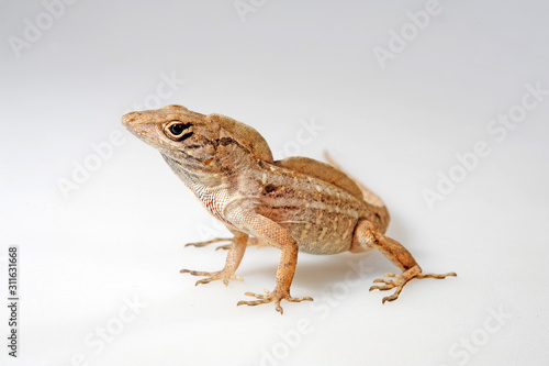 Bahamaanolis (Norops sagrei / Anolis sagrei) - Brown anole, Bahaman anole  photo