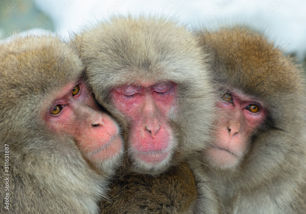 Japanese macaques. Close up group portrait. The Japanese macaque ( Scientific name: Macaca fuscata), also known as the snow monkey. Natural habitat, winter season. Japanese macaques. Close up group portrait. The Japanese macaque ( Scientific name: Macaca fuscata), also known as the snow monkey. Natural habitat, winter season.