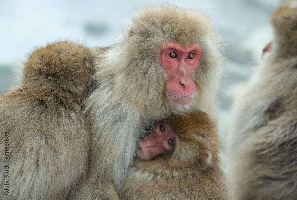 Snow monkey. The Japanese macaque ( Scientific name: Macaca fuscata), also known as the snow monkey.