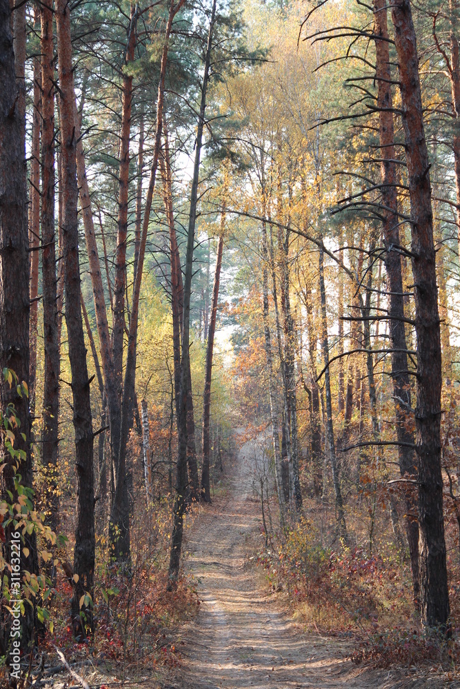 Fototapeta premium fall colors