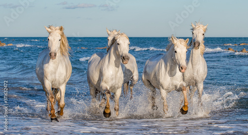 Fototapeta Naklejka Na Ścianę i Meble -  White Camargue horses galloping on the blue water of the sea with splashes and foam. France.