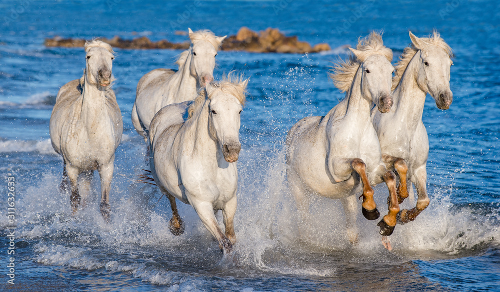 White Camargue horses galloping on the blue water of the sea with splashes and foam. France. White Camargue horses galloping on the blue water of the sea with splashes and foam. France.