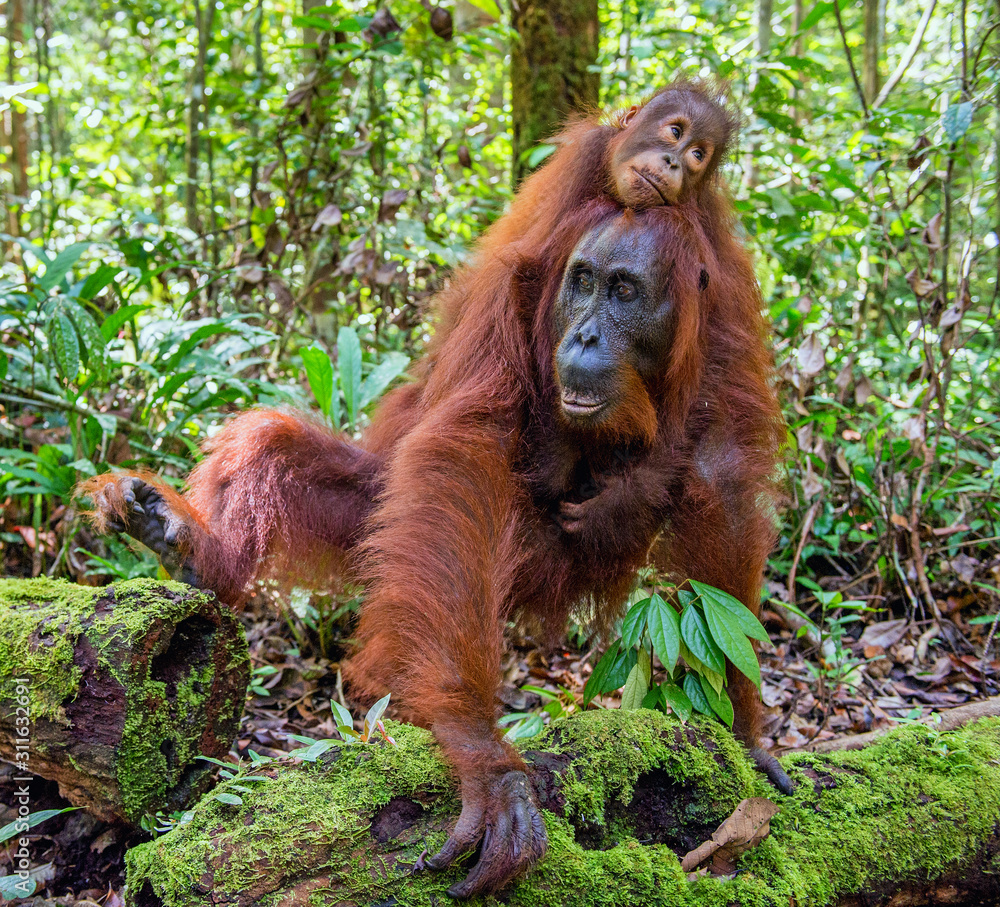 Naklejka premium On a mum`s back. Cub of orangutan on mother's back in green rainforest. Natural habitat. Bornean orangutan (Pongo pygmaeus wurmbii) in the wild nature. Tropical Rainforest of Borneo Island. Indonesia