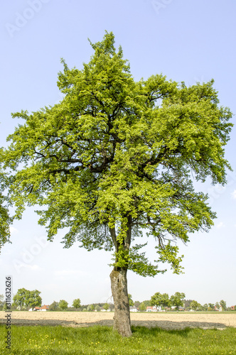 Birnbaum zur Blütezeit, Österreich, NIederösterreich, Mostvie