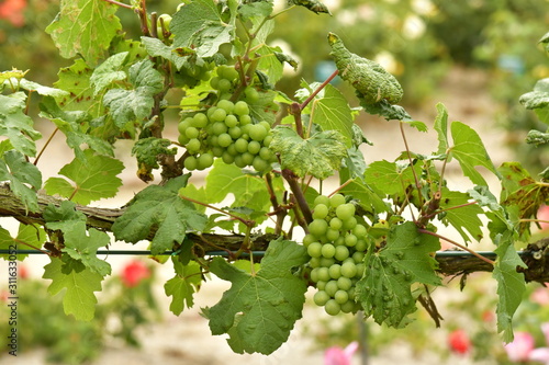 Grappes de raisins verts à la roseraie Colomia à St-Pieter-Leeuw 
