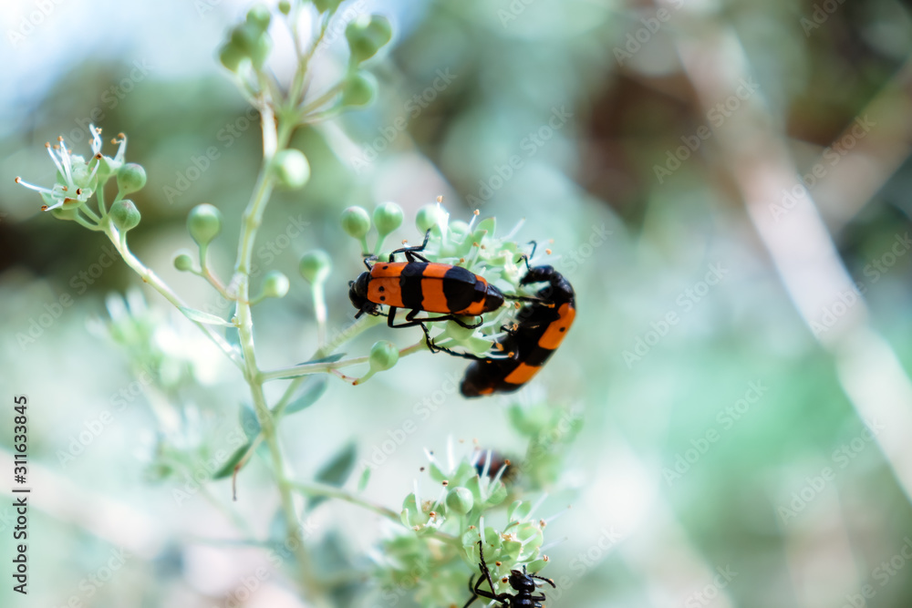 Red Cotton Bug Insect On Plant Leaf Flower Outdoors Park Red Cotton Bug Insect On Plant Leaf Flower Outdoors Park