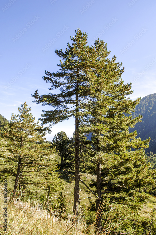 Pirin Nationalpark, Bulgarien, Piringebirge Pirin Nationalpark, Bulgarien, Piringebirge