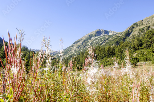 Schilderij op canvas Pirin Nationalpark, Waldweidenröschen, Bulgarien, Piringebirge
