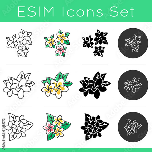 Plumeria icons set. Exotic region flowers. Flora of Indonesian islands. Tropical plants. Blossom of frangipani. Nature of Bali. Linear, black, chalk and color styles. Isolated vector illustrations