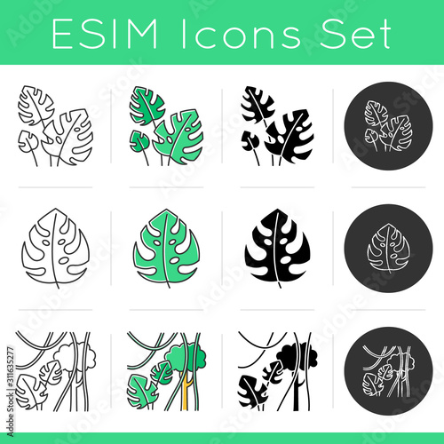 Rainforest plants icons set. Evergreen forest vines. Swiss cheese plant. Indonesian jungle. Explore Bali nature. Tropical flora. Linear, black, chalk and color styles. Isolated vector illustrations