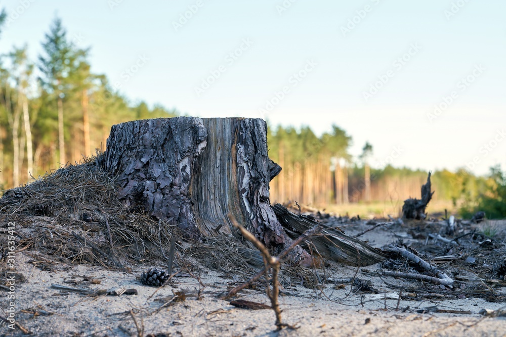 gerodeter Wald an der Baustelle der Autobahn A14 zwischen Dolle und Lüderitz