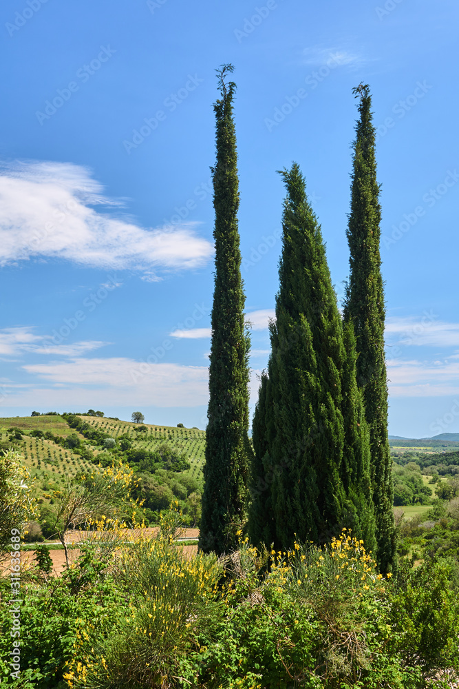 Rural landscape with cypresses of Tuscany, Italy