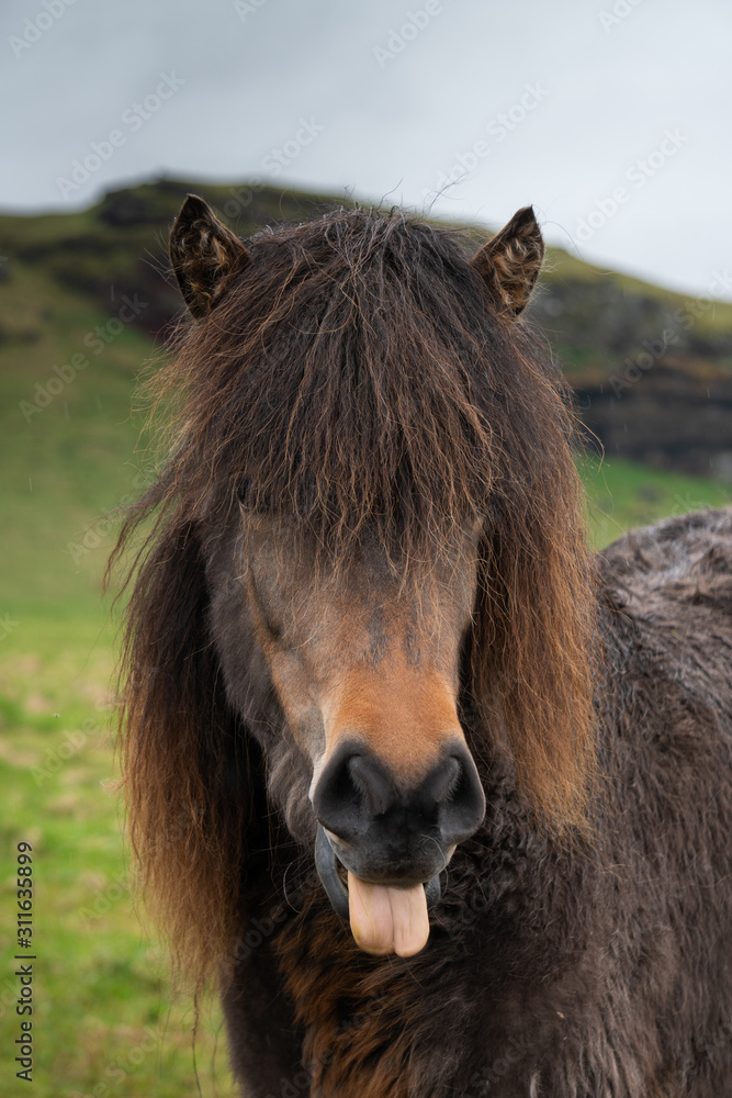 Fototapeta premium portrait of a funny icelandic horse