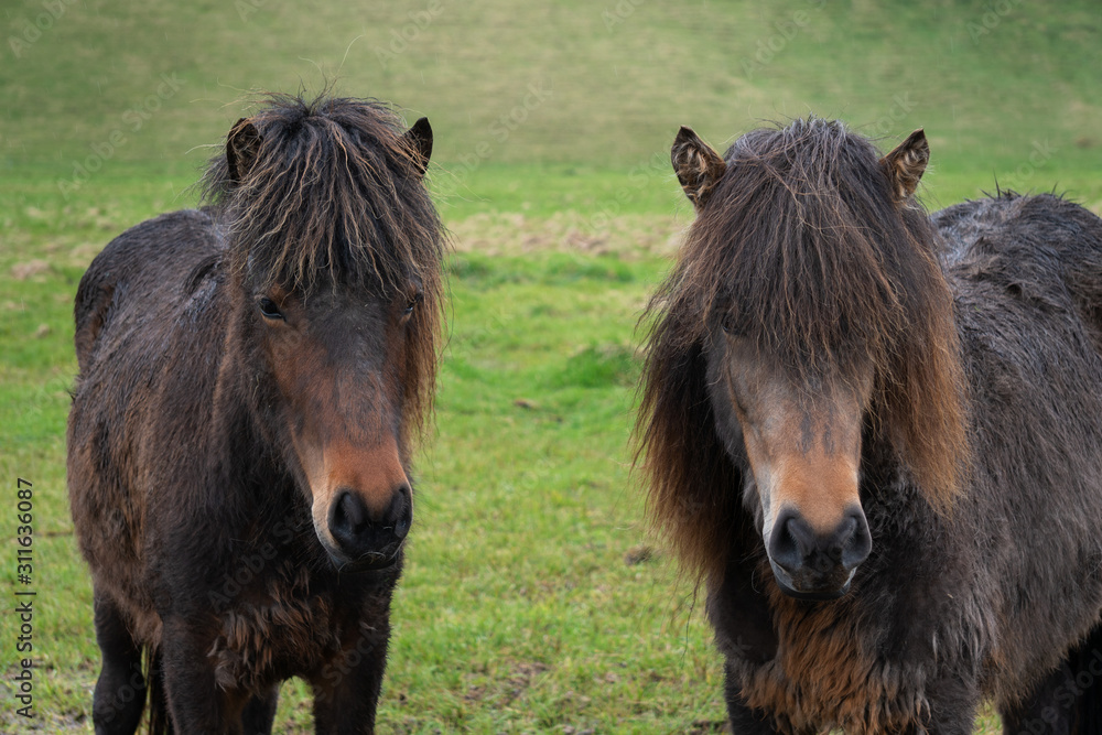 Fototapeta premium two Icelandic horses on a green field