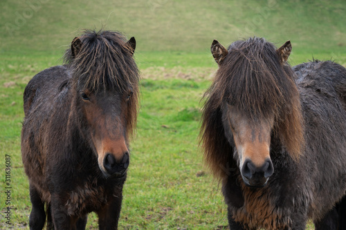 two Icelandic horses on a green field