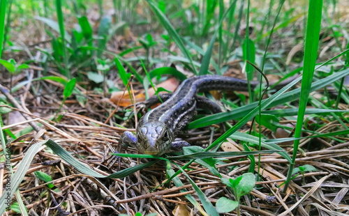 lizard on green grass