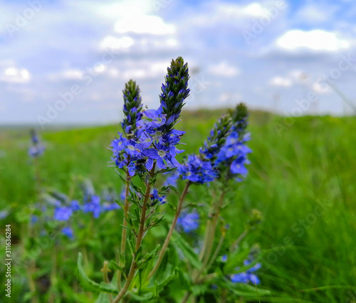 Fototapeta Naklejka Na Ścianę i Meble -  flowers on background of blue sky