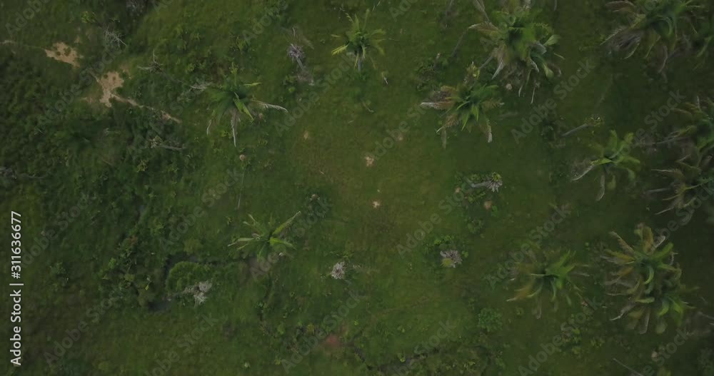 Aerial view of rural region of Tocantins state in the Amazon biome. Deforestation is done to create farms for livestock and livestock production. Araguaína, Tocantins, Brazil. Aerial view of rural region of Tocantins state in the Amazon biome. Deforestation is done to create farms for livestock and livestock production. Araguaína, Tocantins, Brazil.