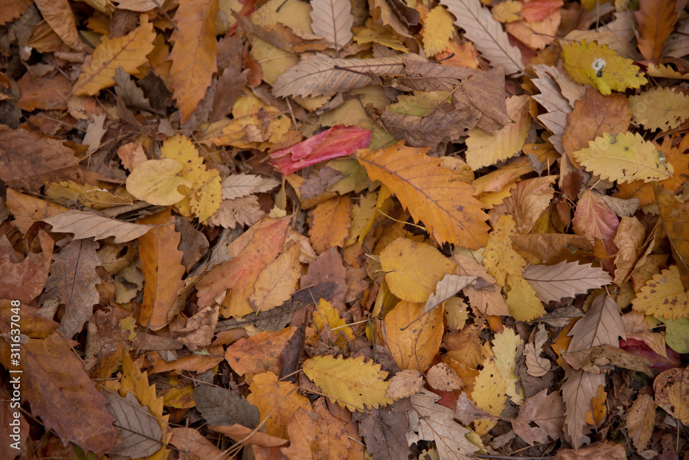 Background of colorful autumn leaves on forest floor . Abstract autumn leaves in autumn suitable as background . Autumn leaves on a meadow . Yellow leaves on the floor .