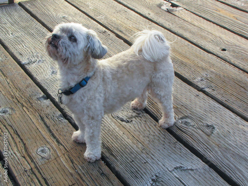 Small White dog on wooden dock