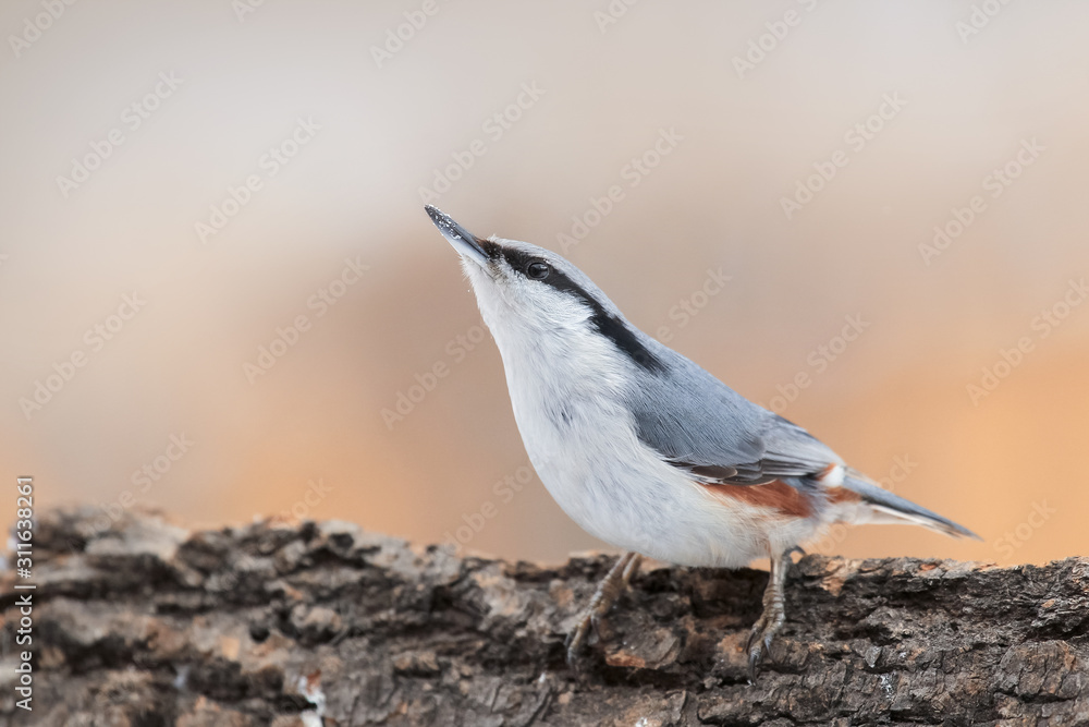Nuthatch bird on a winter day sits on a tree Nuthatch bird on a winter day sits on a tree