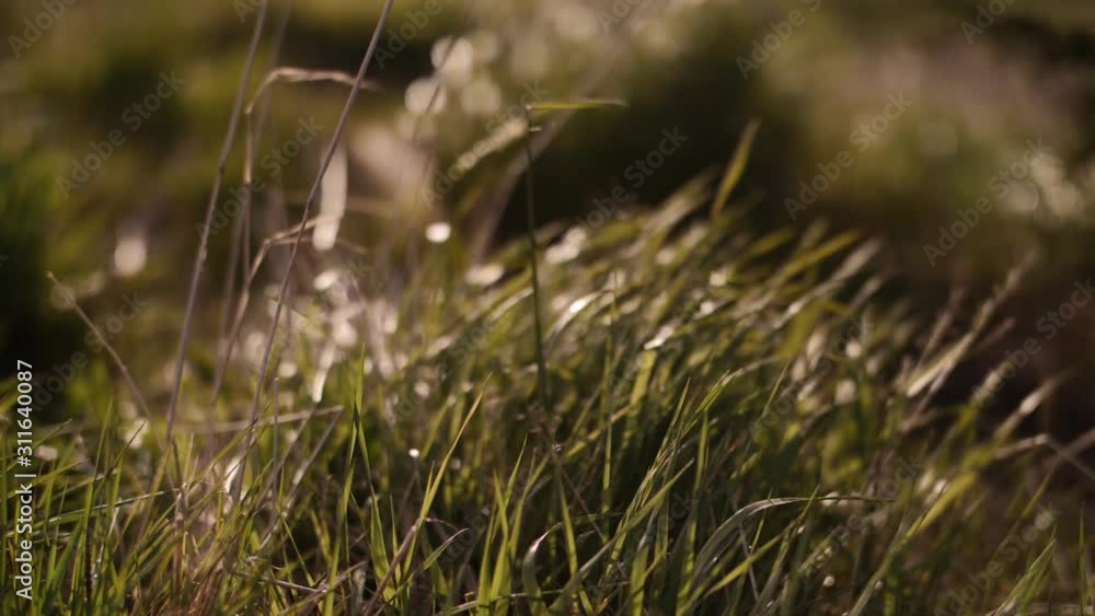 Grass covered with golden light. Green grass. Grass covered with golden light. Green grass.