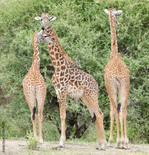 Giraffe family in Serengeti  Tanzania  Africa