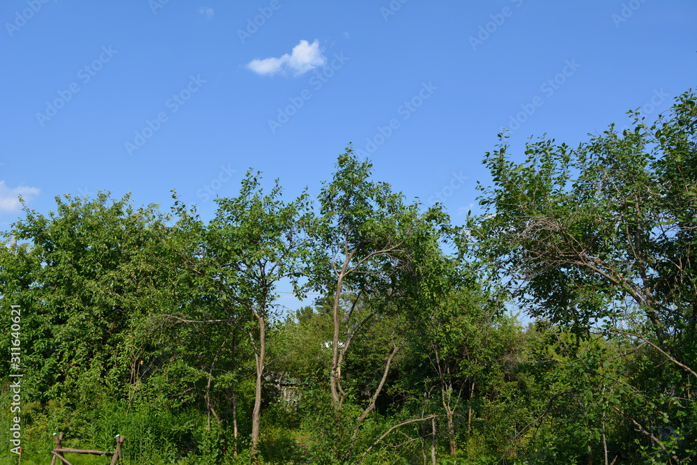 Rural garden with fruit trees in sunny summer day.
