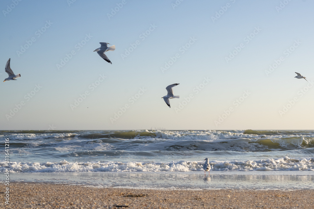 Fototapeta premium Many sea gulls by the sea on a sunny winter day.