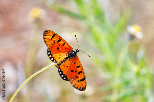 Tawny Coster / Acraea terpsicore Indian butterfly basking in the sun. Butterfly isolated, on a soft bokehlicious background. Space for text/ Spring background/ wallpaper 
