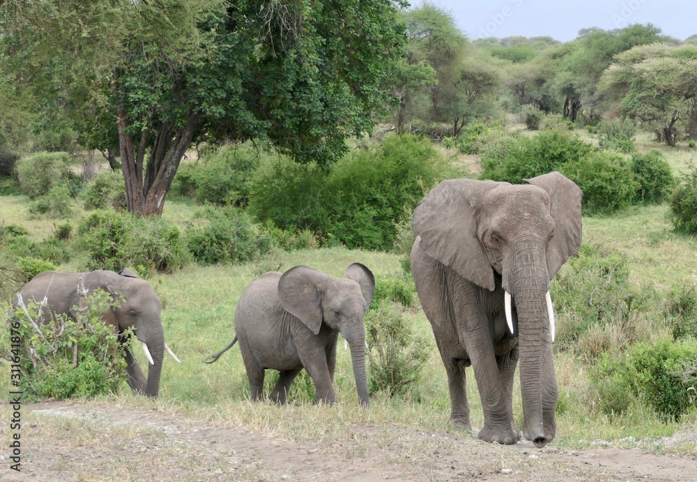 Elephant family in Savanna, Serengeti, Tanzania, Africa
