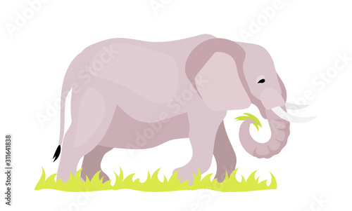 Elephant flat color vector illustration. African animal in natural habitance. Baby mammal eating grass. Green foliage. Keystone species. African creature isolated cartoon character on white background