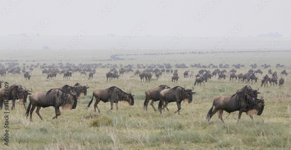 Gnu herd during great migration, Serengeti, Tanzania, Africa Gnu herd during great migration, Serengeti, Tanzania, Africa