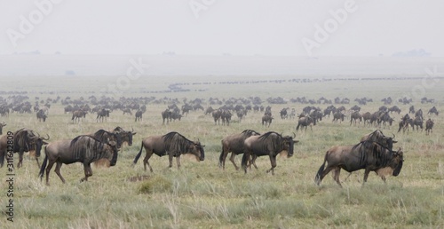 Gnu herd during great migration, Serengeti, Tanzania, Africa © HWL Photos