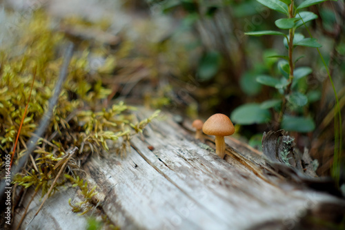 Small mushrooms growing on a rotting mossy log in the forest