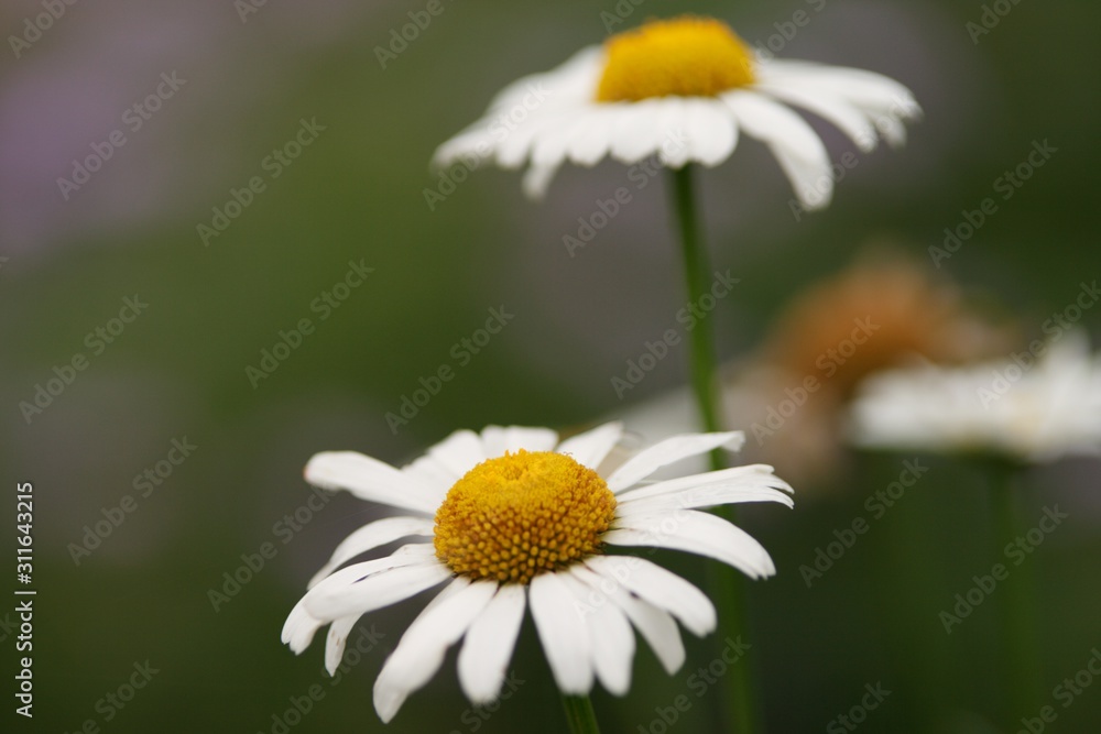 Obraz premium Flowers