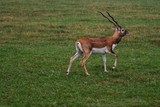 impala in savanna