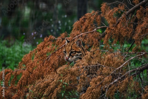 Принти на полотні Ocelot in the wild