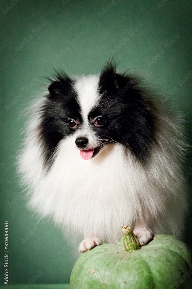 Obraz premium Black and white spitz on a green pumpkin